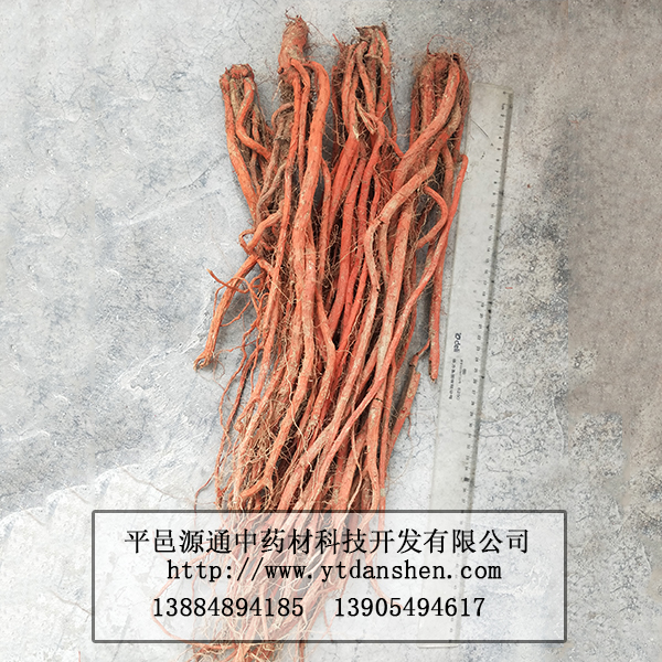 丹參苗品質保證還是源通丹參苗